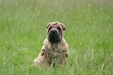 SHAR-PEI 950